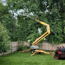 Trusted Badin, NC Tree Removal Services Experts