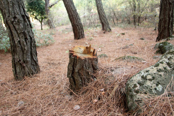 How Our Tree Care Process Works  in  Badin, NC